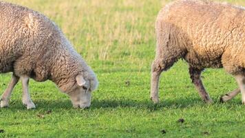 Sheep eating grass in a field video