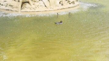 A duck swims in a fountain pool video