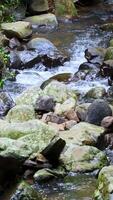 A serene stream cascades over moss-covered rocks in a lush forest setting, captured with natural lighting and steady camera work video