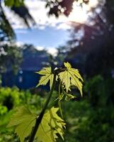 A charming close-up view of translucent light green grape leaves and developing tendrils, illuminated by the beautiful sun photo