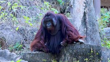 Orangutan resting and observing surroundings in zoo video