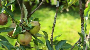 Close-up of green apples on a tree video