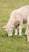 Wiltipoll sheep peacefully graze on lush green grass in a sunlit New Zealand field video