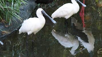 Two spoonbills interacting in a wetland environment video
