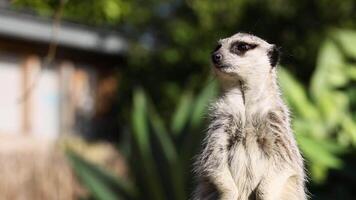 A meerkat standing alert and observing surroundings video