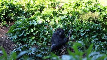Gorilla interacting with foliage in zoo enclosure video