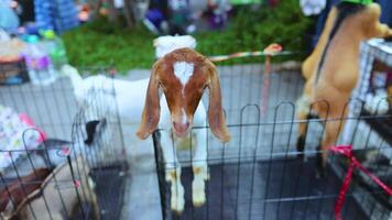 A goat energetically jumps over a fence in a bustling Bangkok market, captured in vibrant daylight with lively surroundings video