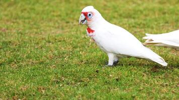 A Long-Billed Corella searches for food on grassy terrain, captured in natural daylight with steady camera focus video