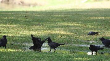 Birds pecking and walking in grassy field video