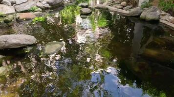 A serene pond reflecting trees and sky changes subtly. video