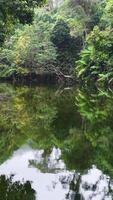 Drone captures tranquil rainforest river with lush greenery and reflections. Soft lighting enhances the serene, natural atmosphere video
