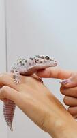 A leopard gecko calmly explores a person's hand in a well-lit indoor setting video