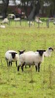 Clun Forest sheep graze peacefully in a lush, green field under soft daylight at Lake Tekapo, New Zealand video