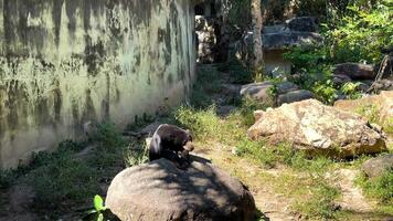 Black bear observed in naturalistic zoo environment video