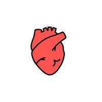 Heart anatomical design with simple lines showcases structure and circulation vector