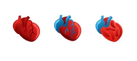 Heart anatomy in stylized design with blue and red color accents showing medical concepts vector