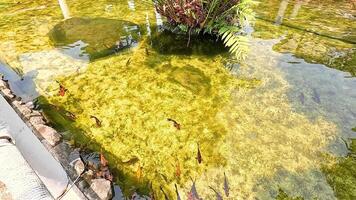 Koi fish swim gracefully in a sunlit pond in Champasak, Laos. The clear water and vibrant colors create a serene atmosphere video