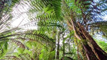 Lush rainforest with towering ferns and trees video