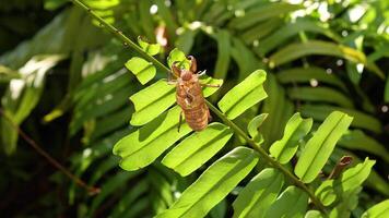 A cicada shell rests on a vibrant green leaf as a finger gently approaches, set in a sunlit garden environment video