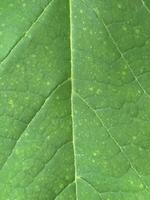 Leafy green background photo
