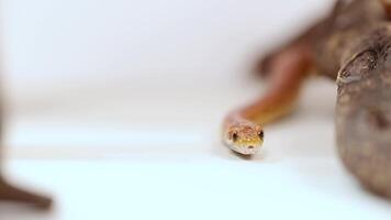 A corn snake moves across a white background, showcasing its vibrant colors and smooth motion video