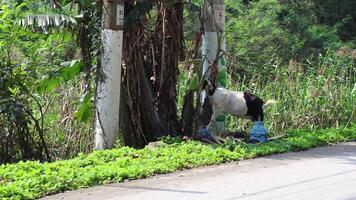 A goat eating near a tree by the road video