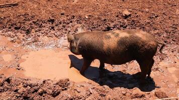 Pig wallows happily in muddy puddle video