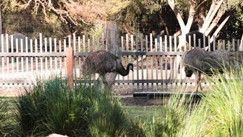 Ostrich walking in a zoo video