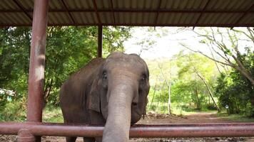 Elephant observed through a metal structure. video