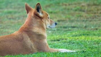 A dingo lies calmly on grass, observing its surroundings in natural daylight, captured in a serene outdoor setting video