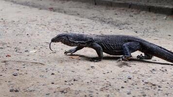 Monitor lizard walking on sandy ground video