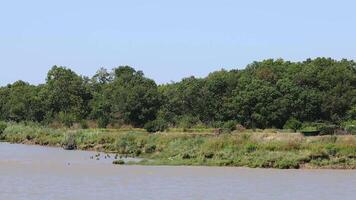 Calm river with lush green trees video