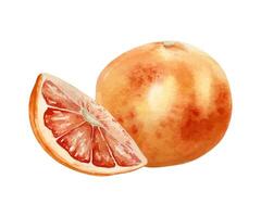 Red slice grapefruits and whole fruit watercolor illustration isolated on white. Ripe grapefruits hand drawn sketch. Red oranges in botanical style painted. Citrus fruits for design packaging, label vector