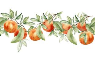Watercolor oranges with green leaves vector