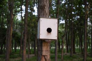 Beautiful birdhouse on a tree for birds photo
