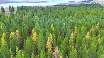 Drone footage captures a lush pine forest with vibrant green and yellow hues near Lake Tekapo, New Zealand video