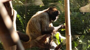 Spider monkey eating leaves in a zoo enclosure video