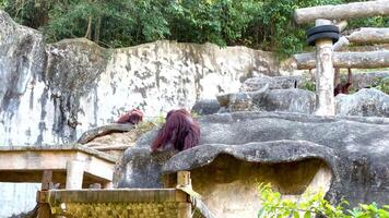 Orangutan moves around zoo enclosure in Chonburi video