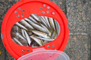 Fresh catch of small fish in red bucket by the shore photo