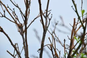 Withered tree branches on a rooftop with blue sky photo