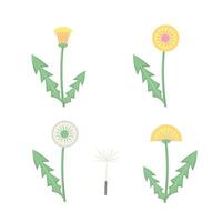 dandelion flower set. Illustration for printing, backgrounds, covers and packaging. Image can be used for greeting cards, posters, stickers and textile. Isolated on white background. vector