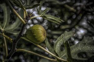 A closeup photo of a single green fig on a tree branch