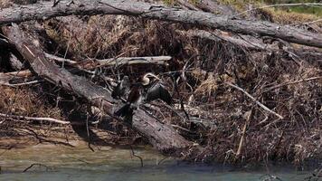Bird perched on tree by water video
