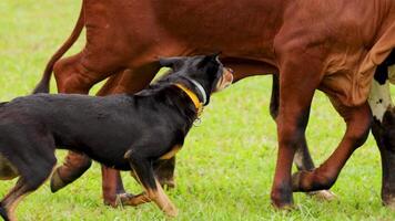 A cattle dog skillfully herds cows in a grassy field under natural daylight in Port Douglas, Australia video