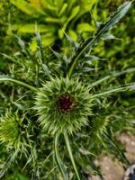A small green flower with brown petals. The flower is surrounded by green leaves. The flower is the main focus of the image photo
