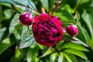 A close up of a red flower with three buds. The flower is surrounded by green leaves. The flower is in full bloom and he is very healthy photo