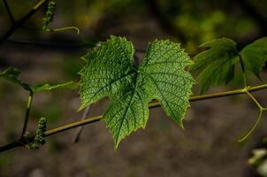 A leafy vine with a leafy green leaf. The leaf is wet and has a shiny appearance photo