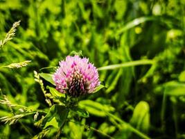 A small pink flower is in the foreground of a green field. The flower is surrounded by grass and other plants, creating a peaceful and serene atmosphere photo