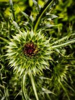 A flower with green leaves and red petals. The flower is surrounded by green leaves and has a small bud photo
