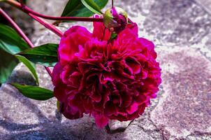 A beautiful red flower with a green stem. The flower is on a stone surface. The flower is the main focus of the image photo
